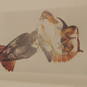Red Tailed Hawk plate 76. John James Audubon